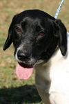 Highway the Pointer