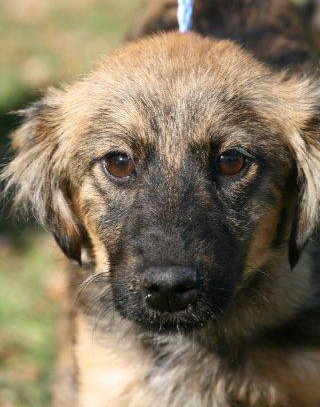 Nicole the Shepherd Puppy