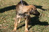 Nicole the Shepherd Puppy
