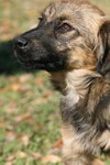 Nicole the Shepherd Puppy