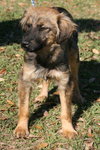 Nicole the Shepherd Puppy