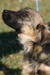 Nicole the Shepherd Puppy