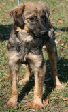 Nicole the Shepherd Puppy