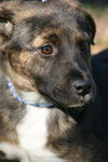 Gypsy the Shepherd Puppy