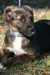 Gypsy the Shepherd Puppy