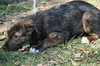 Gypsy the Shepherd Puppy