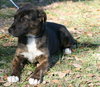 Gypsy the Shepherd Puppy