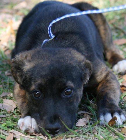 Gypsy the Shepherd Puppy