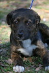 Gypsy the Shepherd Puppy