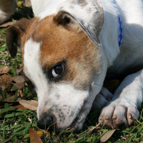 Lenny the American Bulldog Puppy