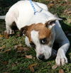 Lenny the American Bulldog Puppy