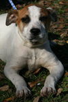 Lenny the American Bulldog Puppy