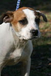 Lenny the American Bulldog Puppy