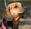 Rosie McRae the Beagle
