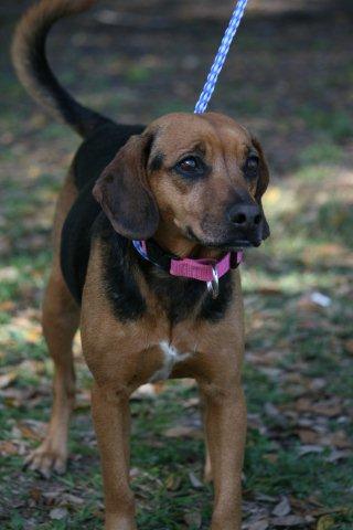 Rosie McRae the Beagle
