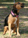 Rosie McRae the Beagle