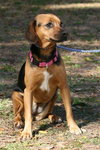 Rosie McRae the Beagle