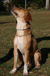 Rosie McRae the Beagle