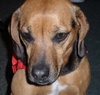 Rosie McRae the Beagle