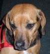 Rosie McRae the Beagle