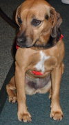 Rosie McRae the Beagle