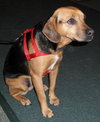 Rosie McRae the Beagle