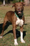 Buddy Boo the Lab