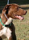 Buddy Boo the Lab