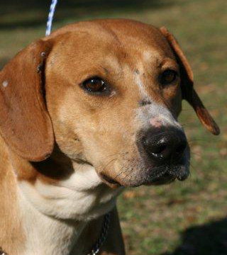 Ringo the Hound
