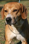 Ringo the Hound