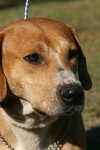 Ringo the Hound