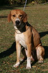 Ringo the Hound