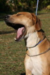 Ringo the Hound