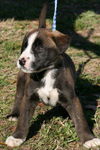 Van Gogh the Aussie/BC Puppy