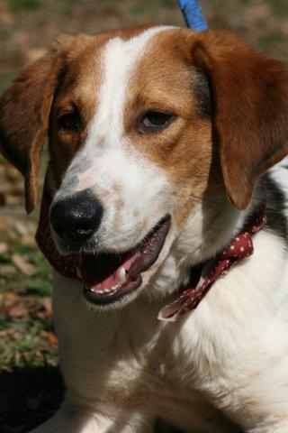 Jeb the Hound