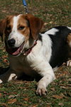 Jeb the Hound