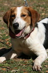 Jeb the Hound