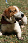 Jeb the Hound