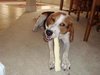 Jeb the Hound