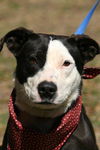 Gabby the Border Collie