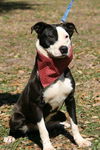 Gabby the Border Collie