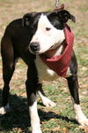 Gabby the Border Collie