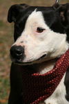 Gabby the Border Collie