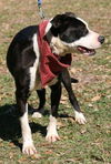 Gabby the Border Collie