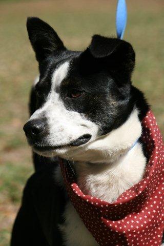 Keebler the Border Collie