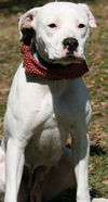 Fern Gully the American Bulldog