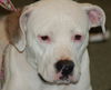 Fern Gully the American Bulldog