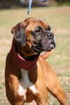 Scooby the Boxer