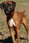 Scooby the Boxer