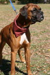 Scooby the Boxer